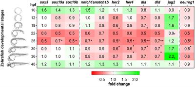 In a zebrafish biomedical model of human Allan-Herndon-Dudley syndrome impaired MTH signaling leads to decreased neural cell diversity